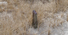 Sand Dunes Offer Protection